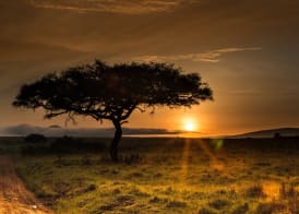 Muthu Keekorok Lodge, Maasai Mara, Narok 5