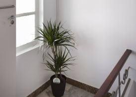 Lemon Hostel Faro 2