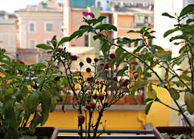 Magenta Pantheon Navona 2