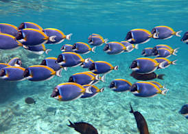 Four Seasons Resort Maldives at Kuda Huraa 4