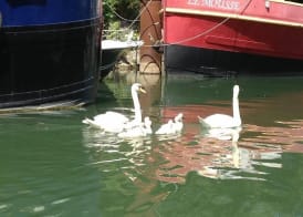 Boat For Guest 2
