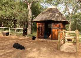 Off Beat Safaris Bush Lodge 3