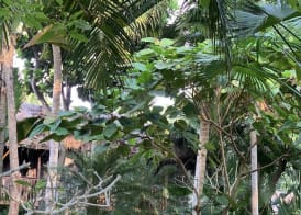 Taj Green Cove Resort and Spa Kovalam 5