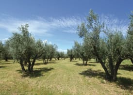 Agriturismo Villa Val D'Olivi 3