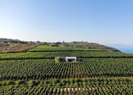 Tenuta di Castellaro Winery & Resort 3