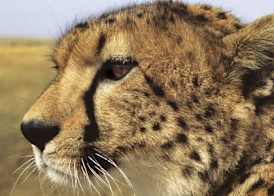 Cheetah View Lodge at Cheetah Conservation Fund 5
