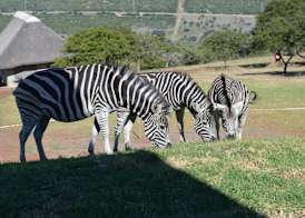 Jbay Zebra Lodge 2