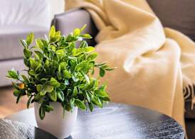 Trendy Apartments in Puerto Madero 4