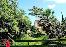 Village Mare 3