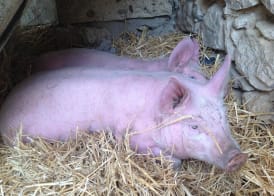 Vento Del Sud 5