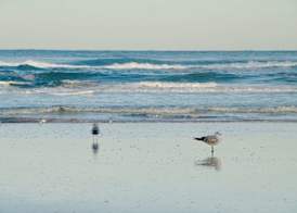 Hampton Inn Daytona Shores-Oceanfront 2