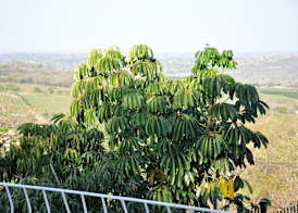 Impala Niezel Lodge & Guest House 4