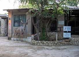 Foxy Crocodile Bush Lodge & Kruger Safaris 2