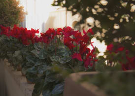 Residenza Canova Tadolini - Guesthouse 4