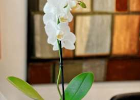 SM Hotel Sant Antoni 3