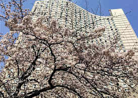 Hilton Tokyo Hotel 3