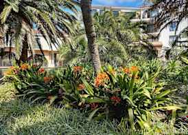 Majorca Apartments by BON Hotels 5