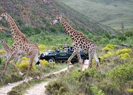 Gondwana Game Reserve 4
