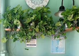 The Greenhouse Guesthouse 3