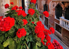 B&B Beroni a Venezia 3