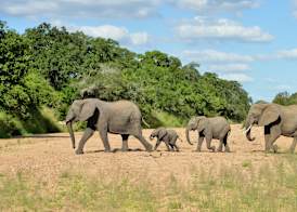 Imbali Safari Lodge 2