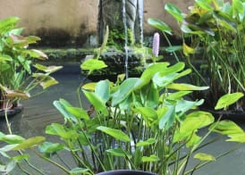 The Sungu Resort & Spa 2