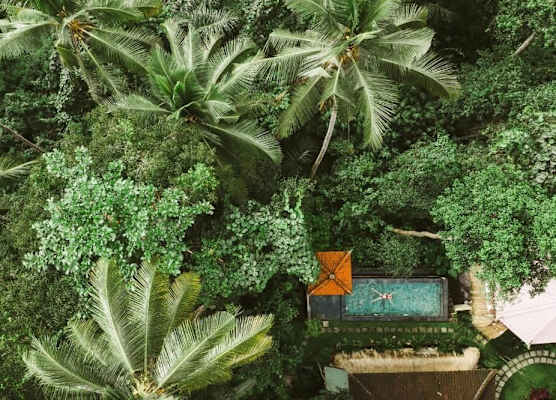 The Nest in Ubud 1