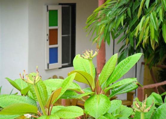 Khaolak Banana Bungalow 1