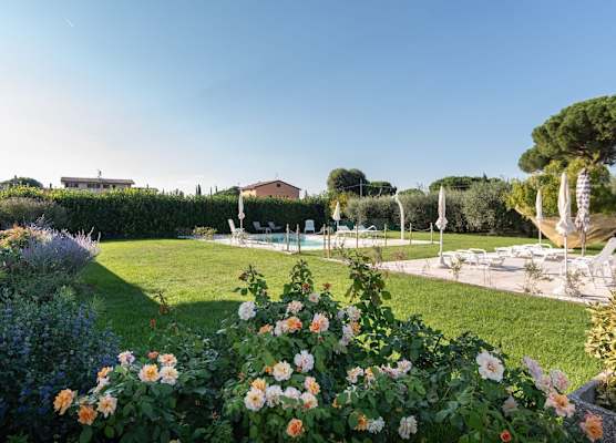 Rosa di Assisi 1