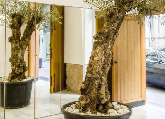 Catalina Suites Apartments Downtown Valencia 1