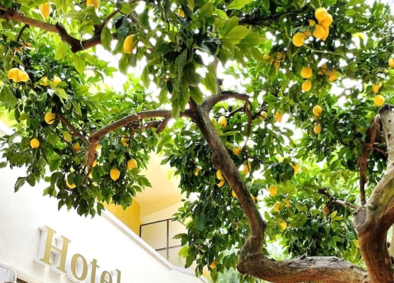 Yellow Park Hotel 1