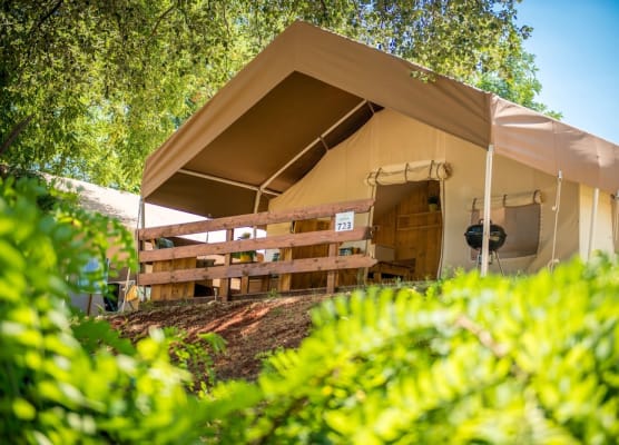 Sunflower Camping 1