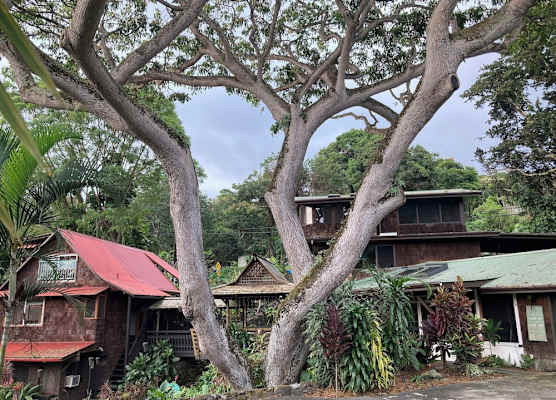 Hale Maluhia Country Inn 1