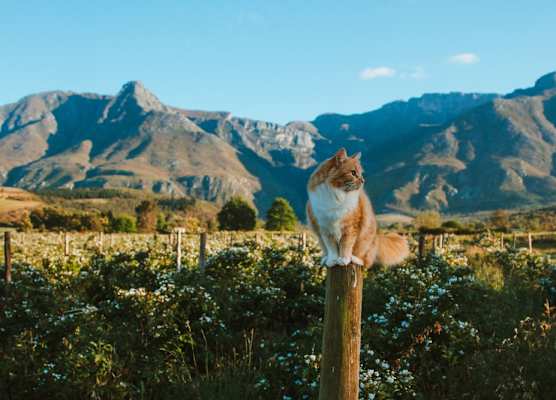 Wildebraam Berry Estate 1