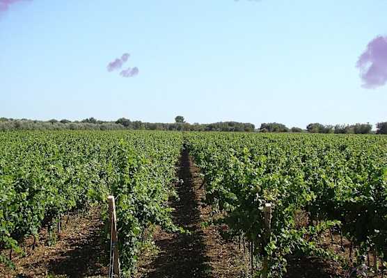 Masseria Bosco 1