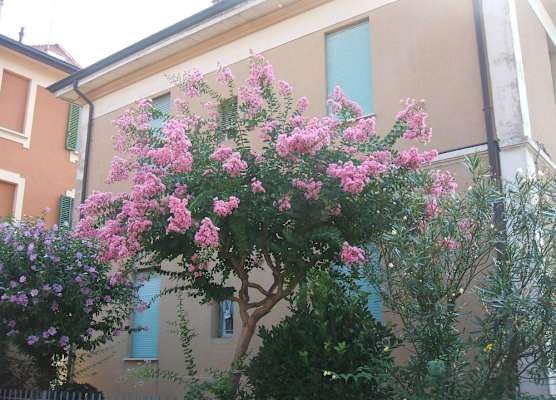 B&B Accorsi 1