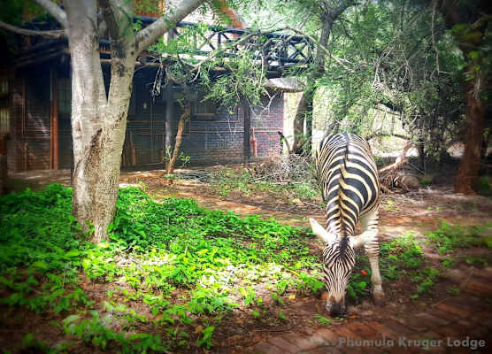 Phumula Kruger Lodge 1