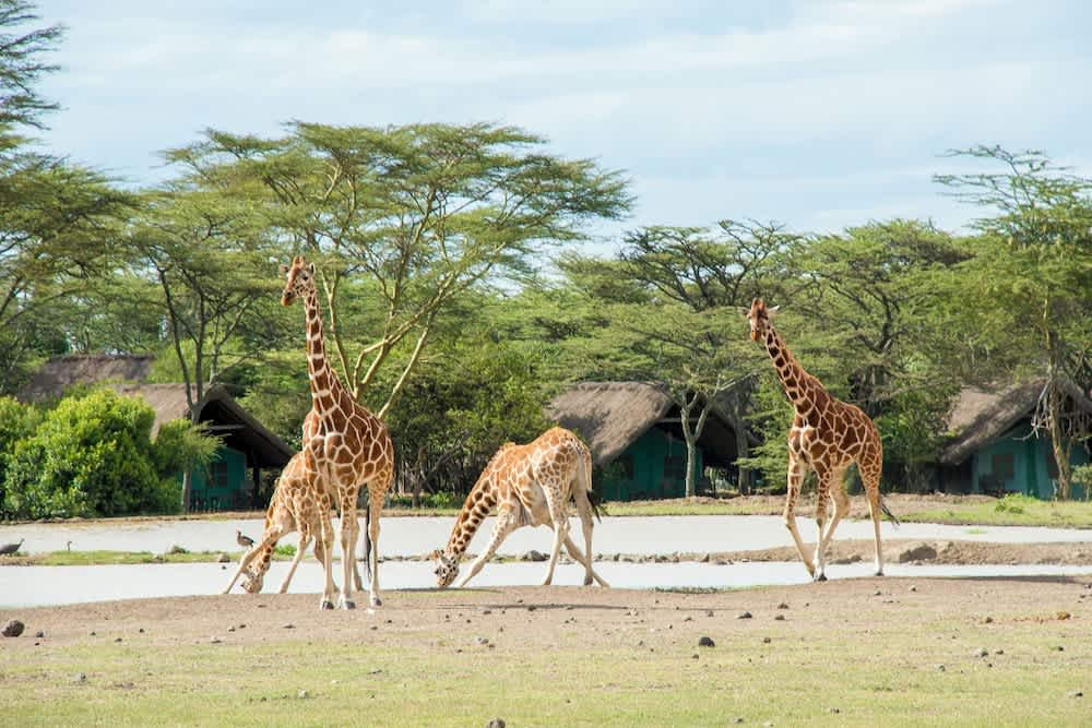 Sweetwaters Serena Camp 1