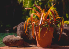 Palm Royale Cairns 2
