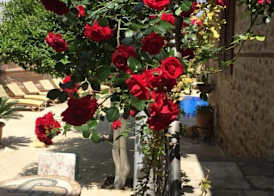 White Garden Hotel-Adult Only 3
