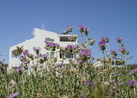 Olive Tree Apartments 5