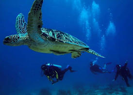 Ombak Dive Resort Perhentian Island 4