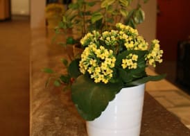 University of Alberta - Guest Accommodation 2