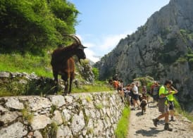 Arcea Mirador de Cabrales 3