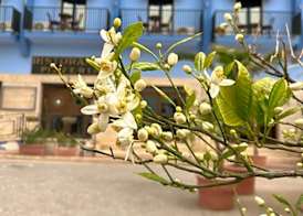 Hotel Al Faro 2