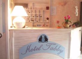 Hotel Tabby 4