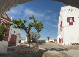Masseria Torre Coccaro 2