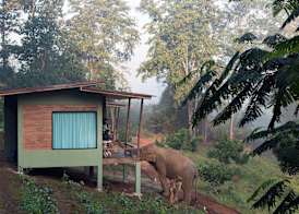 Chiang Mai Elephant Friends 4