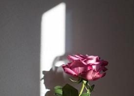 Boutiquehotel Goldene Rose - self-check-in 4