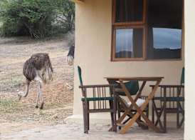 Pure Nature Familodge 3